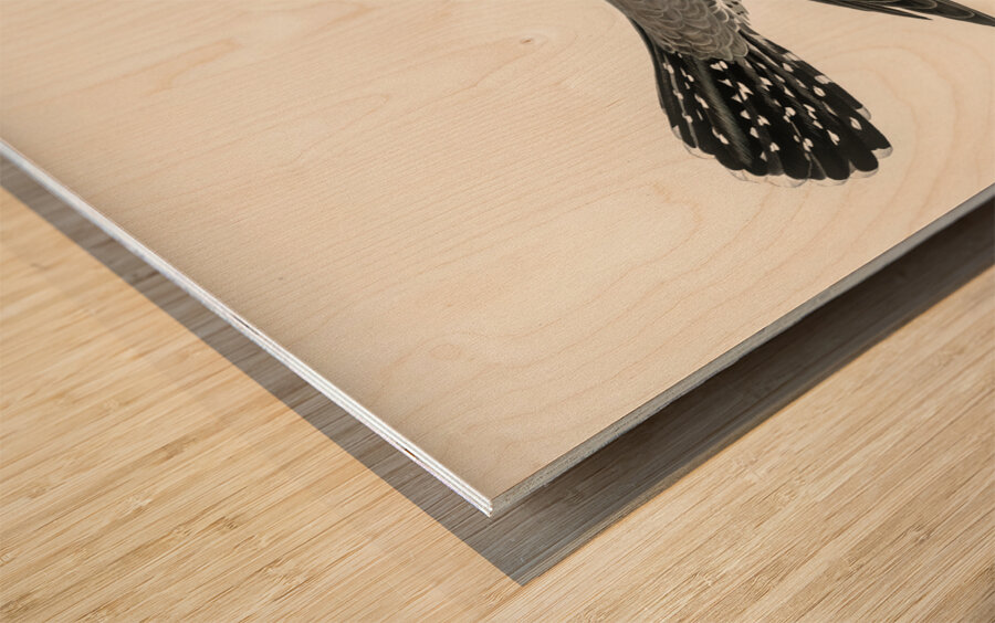 Common cuckoo-male Cuculus canorus Wood print