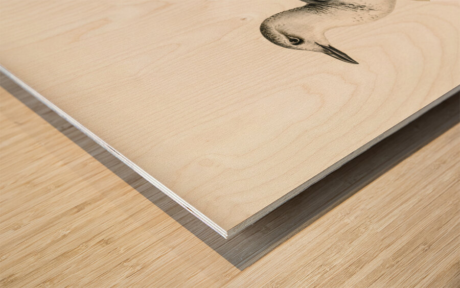 Black guillemot URIA GRYLLE Wood print