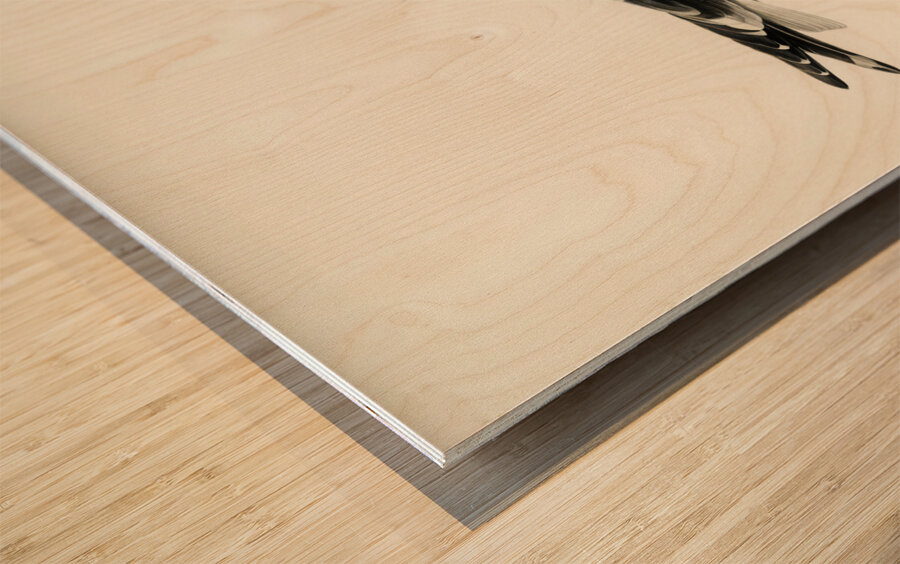 Lesser blak-backed gull Larus fuscus Wood print