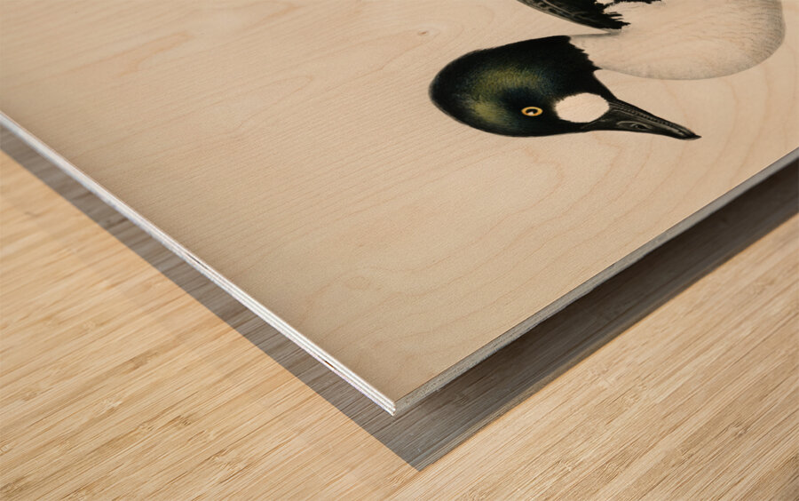 Lesser blak-backed gull Larus fuscus Wood print