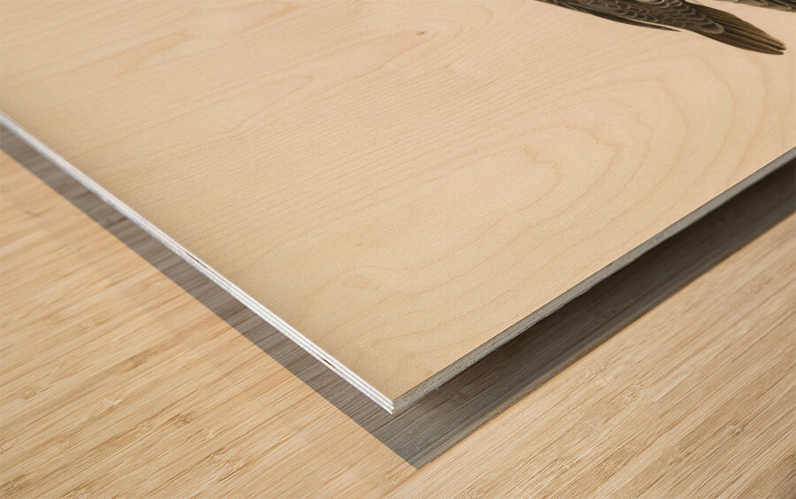 Goldeneye female Bucephala clangula Wood print