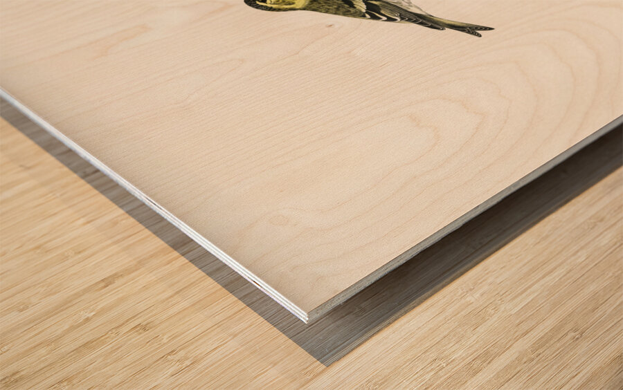 Siskin  Spinus spinus 1♂ 2♀ Wood print