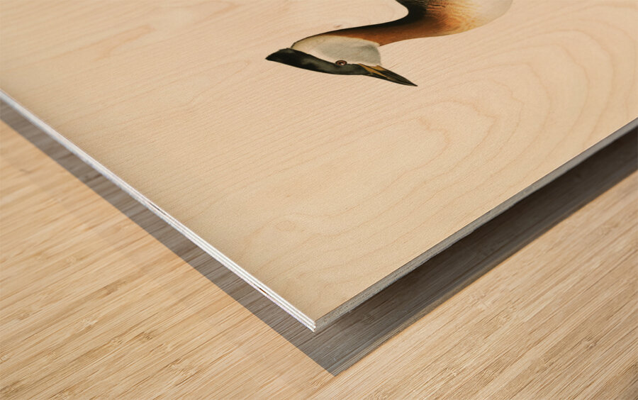 Red-necked grebe male Odiceps grisegena Wood print