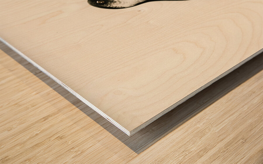 Little auk Alle alle Wood print