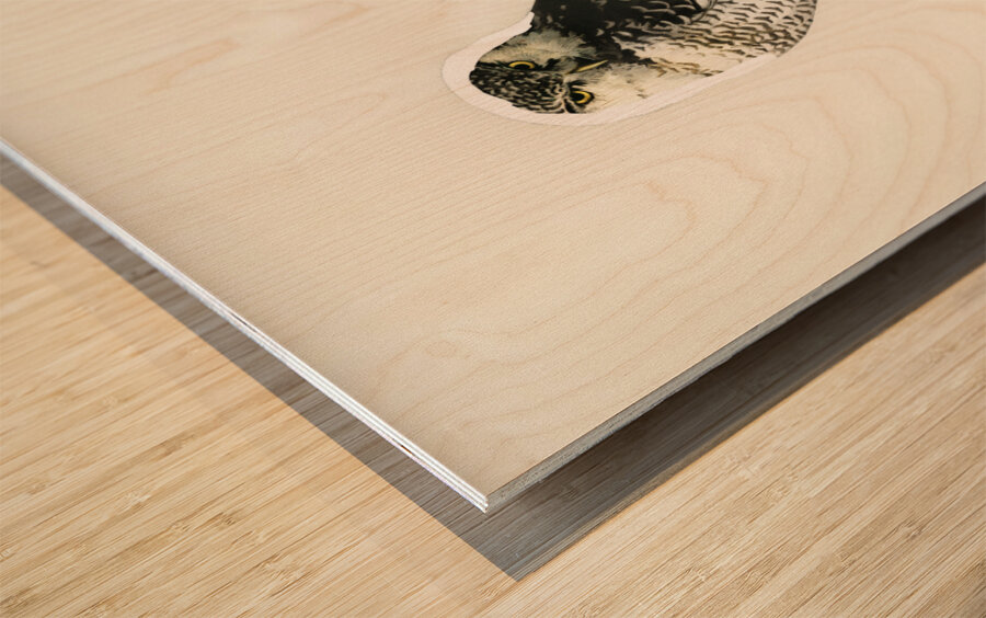 Northern hawk-owl SURNIA ULULA Wood print