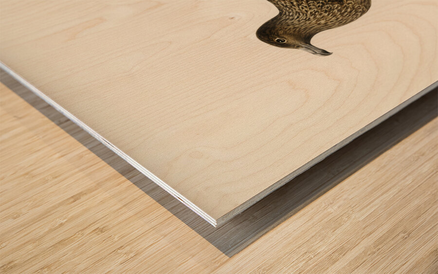 Great skua Stercorarius skua Wood print