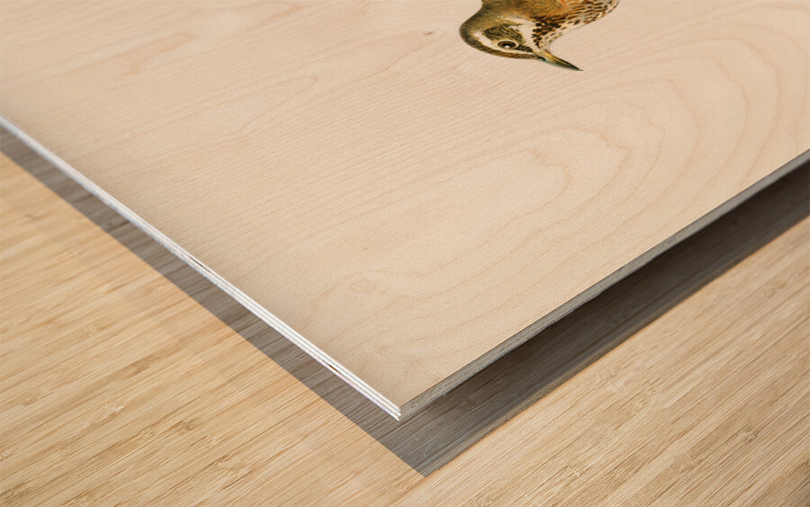 Redwing Turdus iliacus Wood print