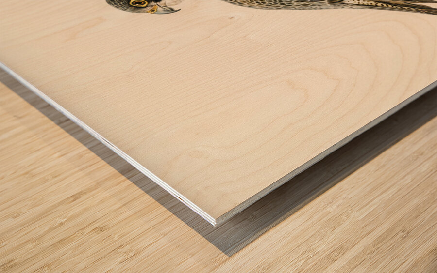 Peregrine Falcon Falco peregrinus Wood print