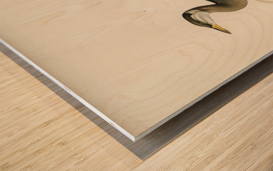 Young red-necked grebe Podiceps grisegena Wood print