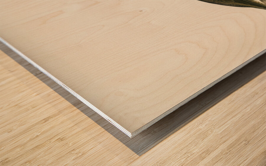 Red-throated loon Colymbus Stellatus Wood print