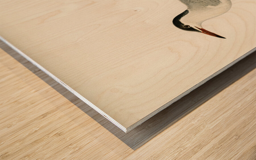 Common tern STERNA HIRUNDO Wood print