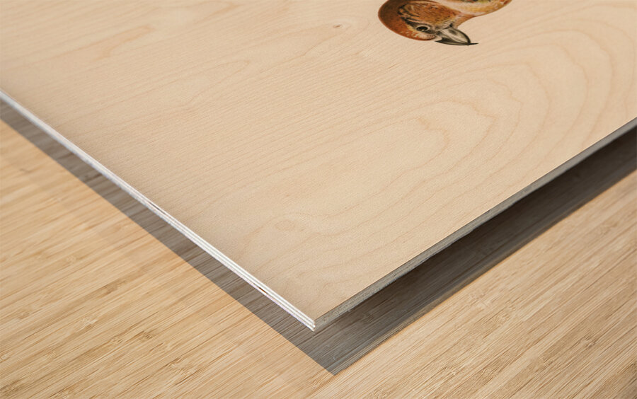 Parrot Crossbill ♂ Loxia pytyopsittacus Wood print