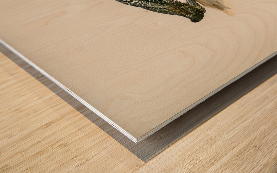 Common loon Colymbus immer Wood print