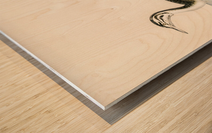 Podiceps Cristatus Wood print