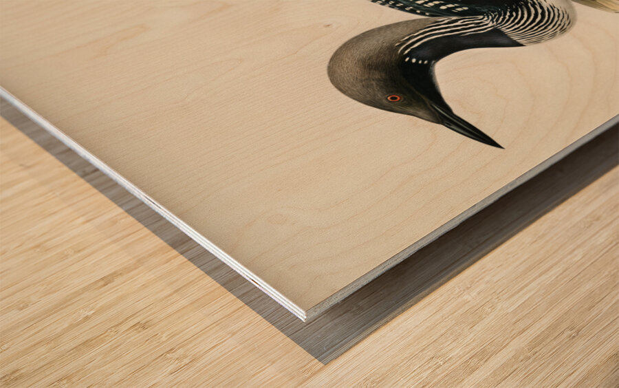 Black-throated loon Colymbus Arcticus Impression sur bois