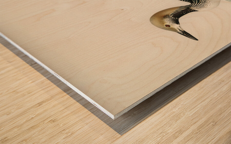 Black-throated loon Colymbus arcticus Wood print