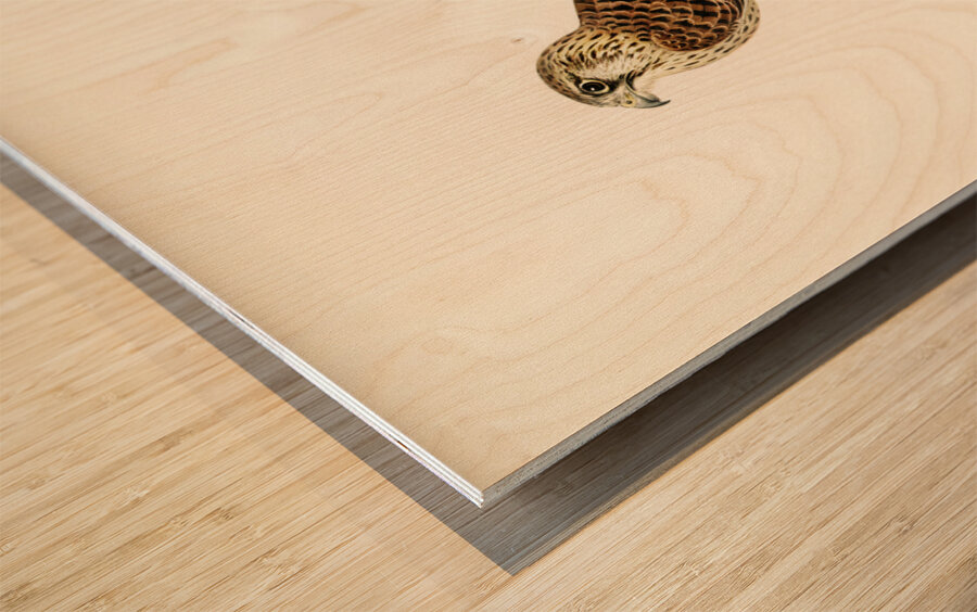 Common Kestrel Falco tinnunculus Wood print