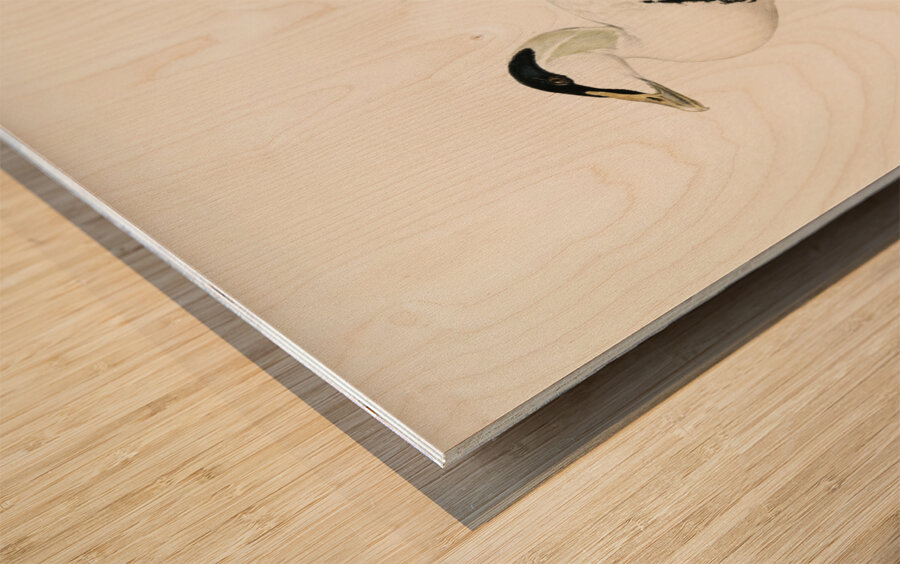 Somateria Mollissima Wood print