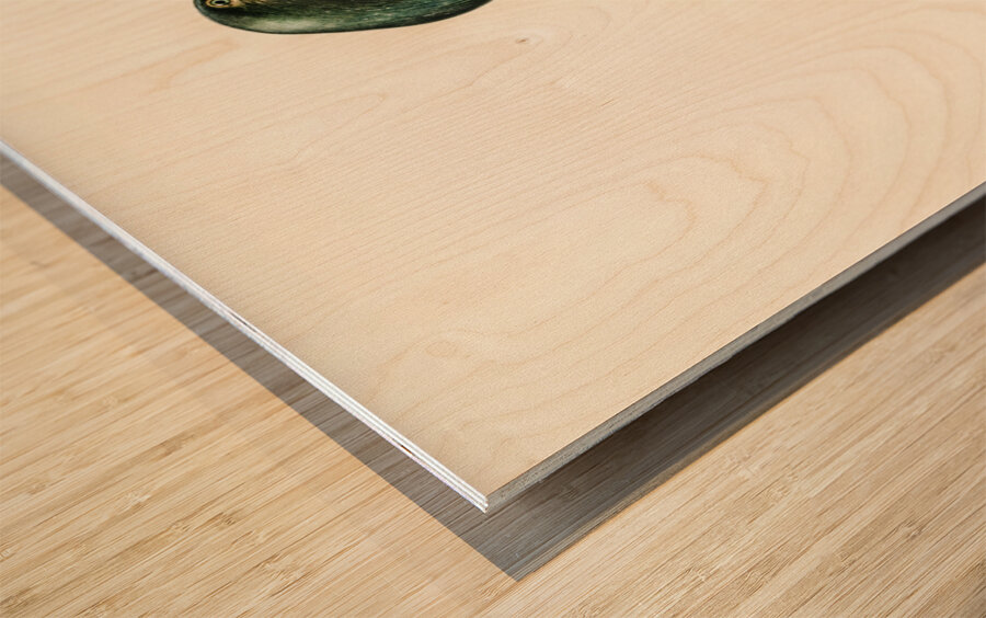 European shag Phalacrocorax aristotelis Wood print