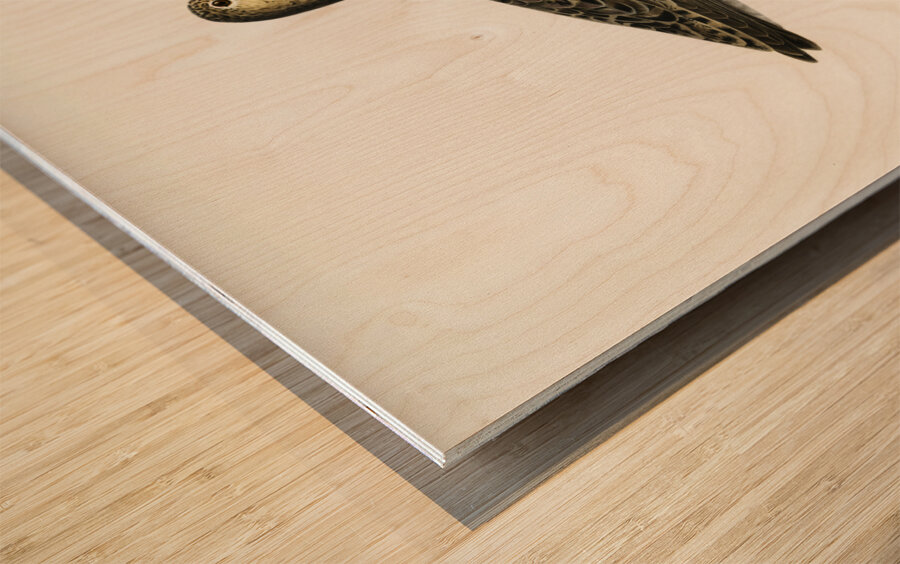 Ruff female Philomachus pugnax Wood print