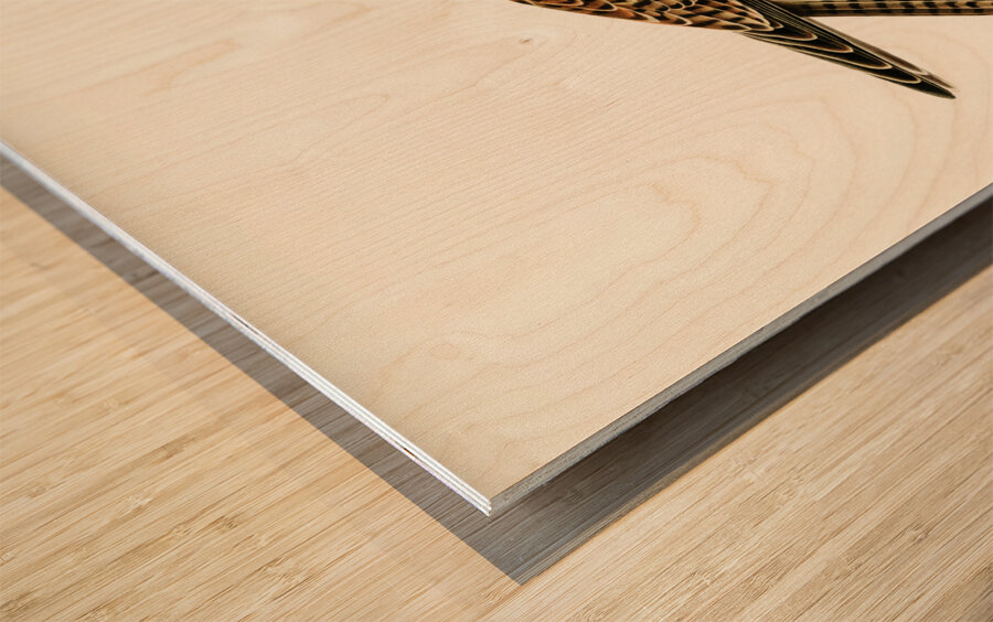 Common Kestrel female Falco tinnunculus Wood print