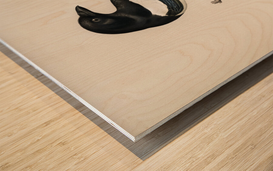 Eurasian magpie PICA PICA Wood print