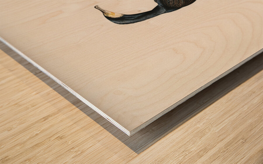 Great cormoran Phalacrocorax Carbo Wood print