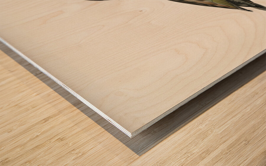 Ferruginous duck male Nyroca fuligule Wood print