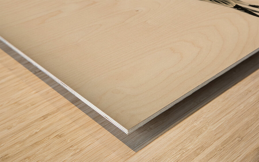 Black-legged kittiwake Rissa Tridactyla Wood print