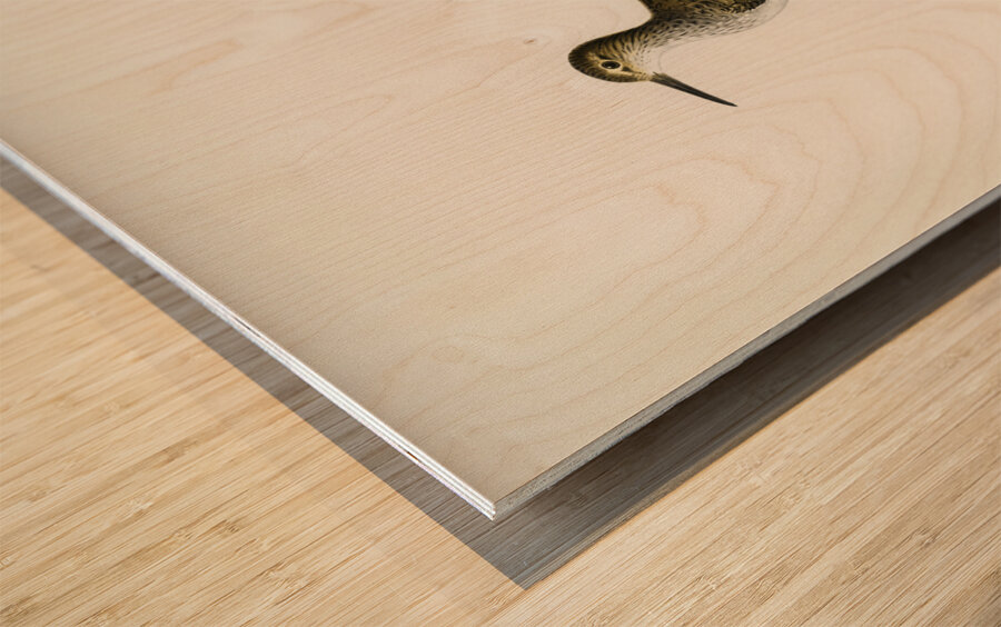 Sandpiper Tringoides hypoleucus Wood print