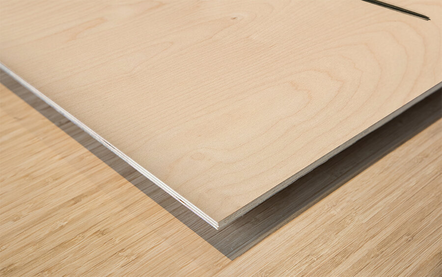 Pied Wagtail Motacilla alba Wood print