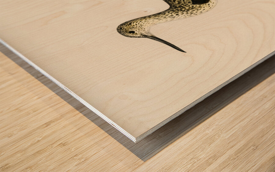 Greenshank Totanus Littoreus Wood print