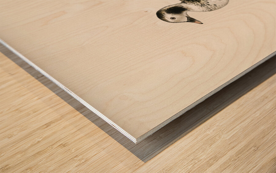 Harelda Hyemalis Impression sur bois