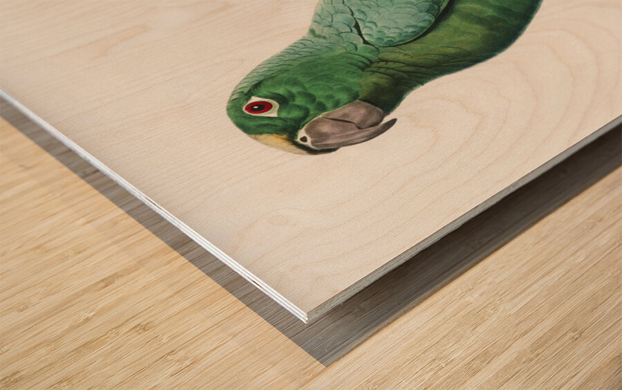 Yellow-crowned amazon Wood print