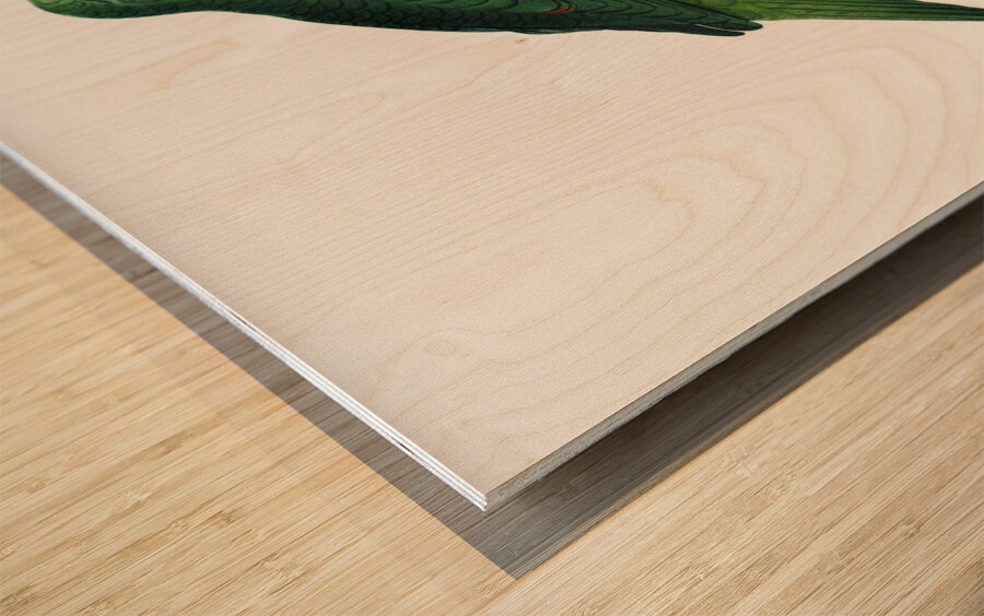 Grey-cheeked parakeet  Wood print