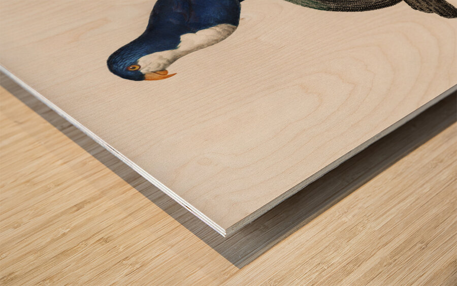 Arimanon parakeet  Wood print