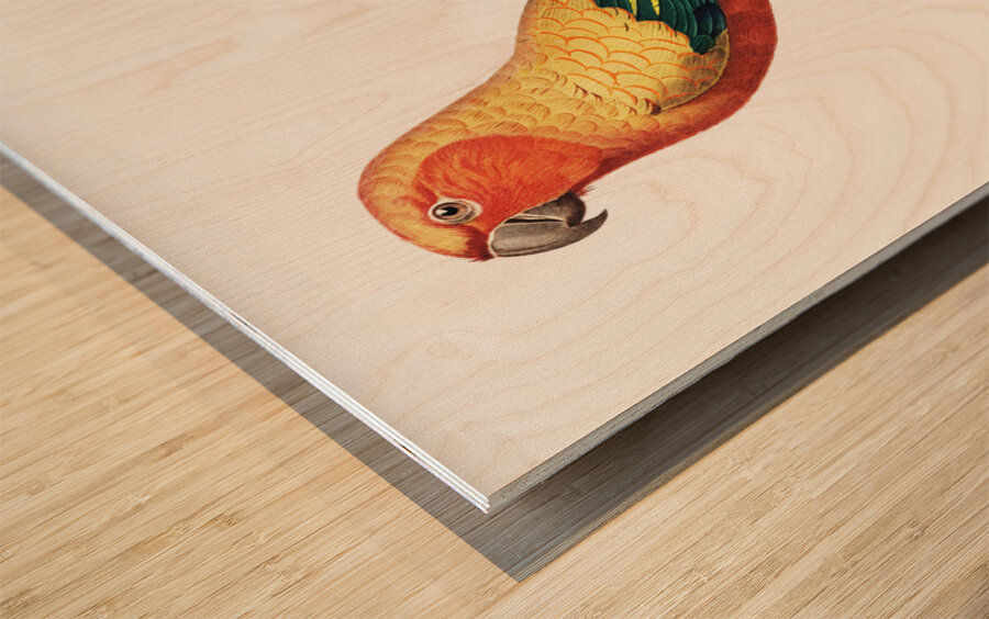 Sun parakeet  Wood print