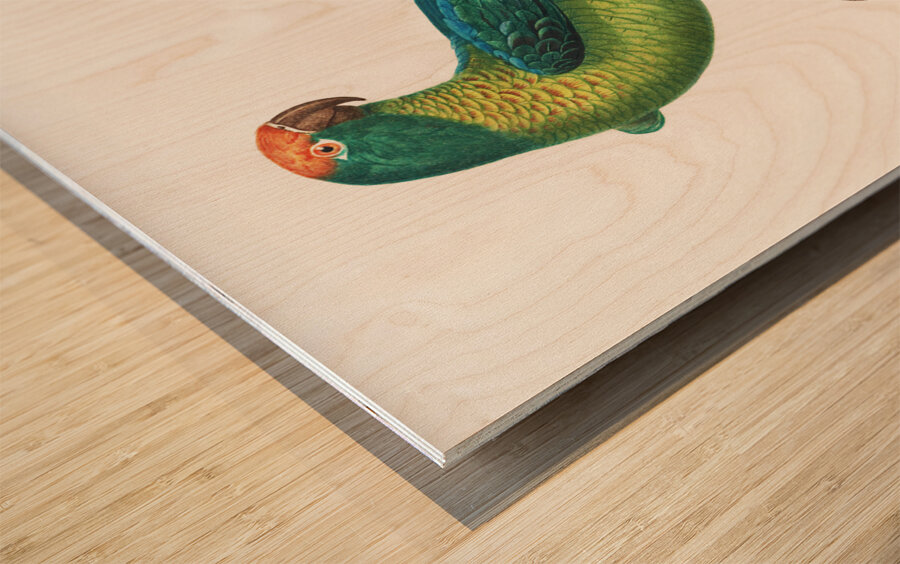 Peach-fronted conure  Wood print