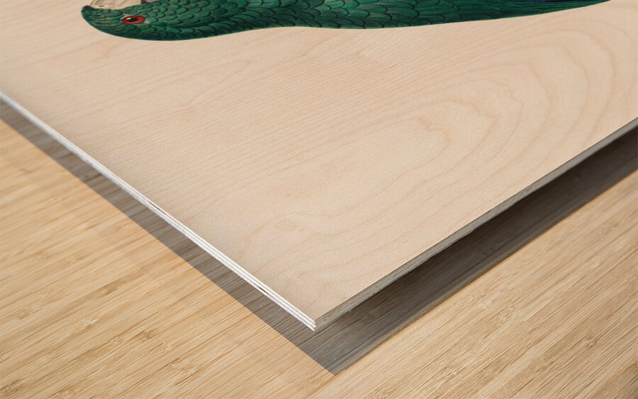 Cuban parrot  Impression sur bois