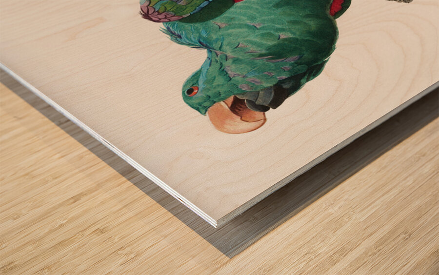 Eclectus parrot  Wood print