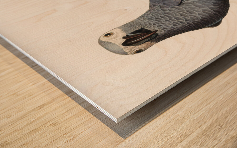 Congo grey parrot  Wood print