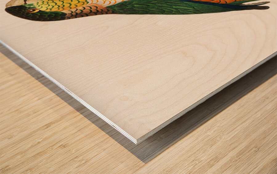 Black-headed caique  Wood print