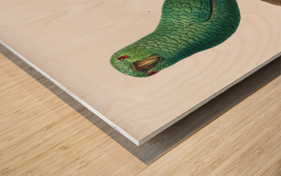 Austral parakeet  Wood print