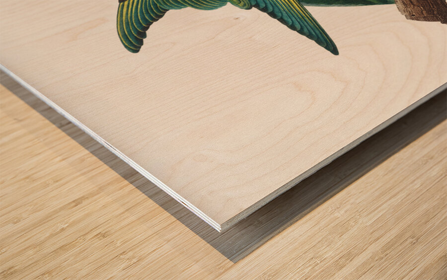 Yellow-crowned parakeet  Wood print