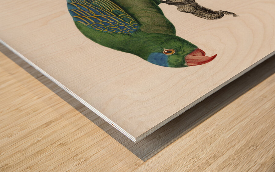 Yellow-crowned parakeet  Wood print