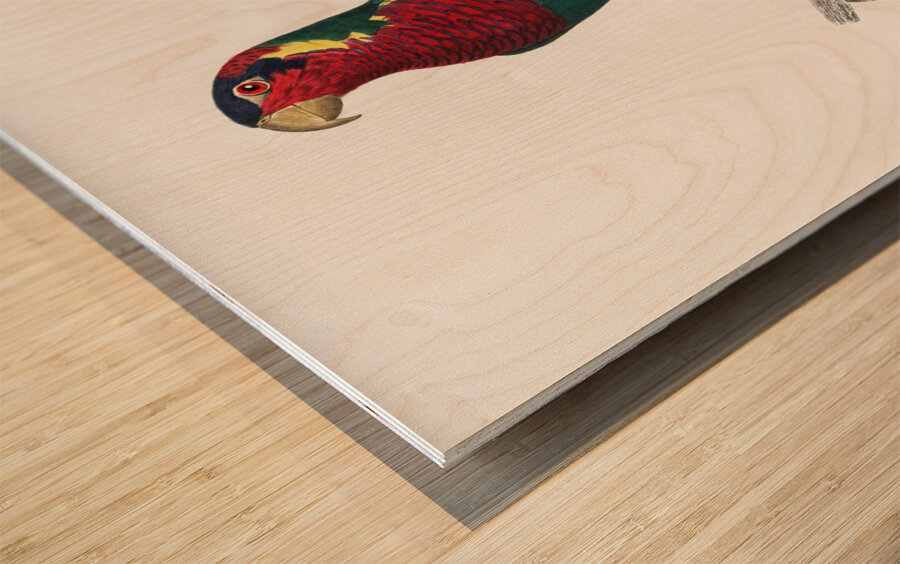 Blue-headed pied lorikeet  Wood print