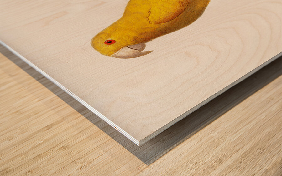 Lessons parrotlet  Wood print