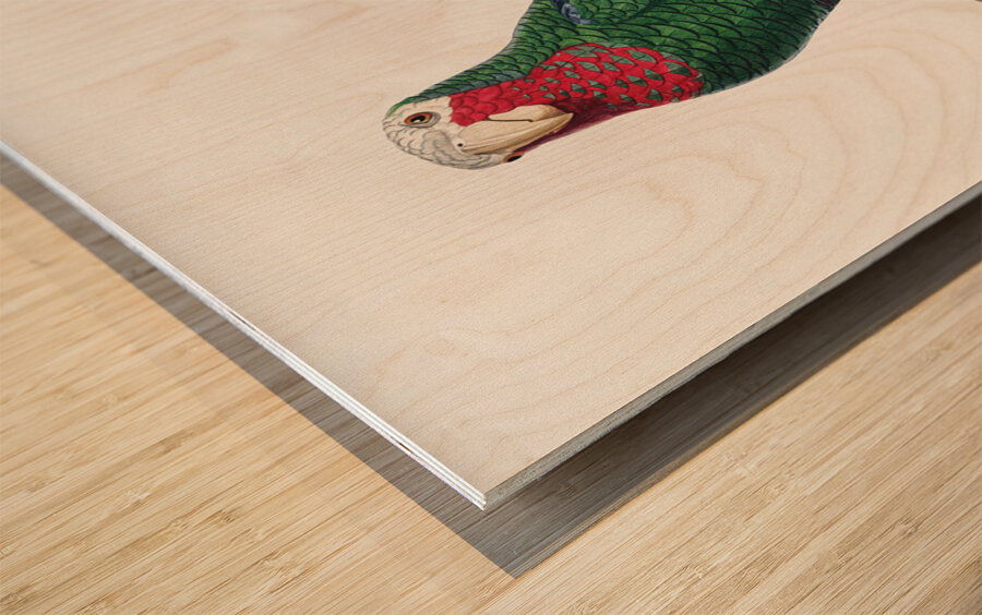 Rose-throated parrot  Wood print