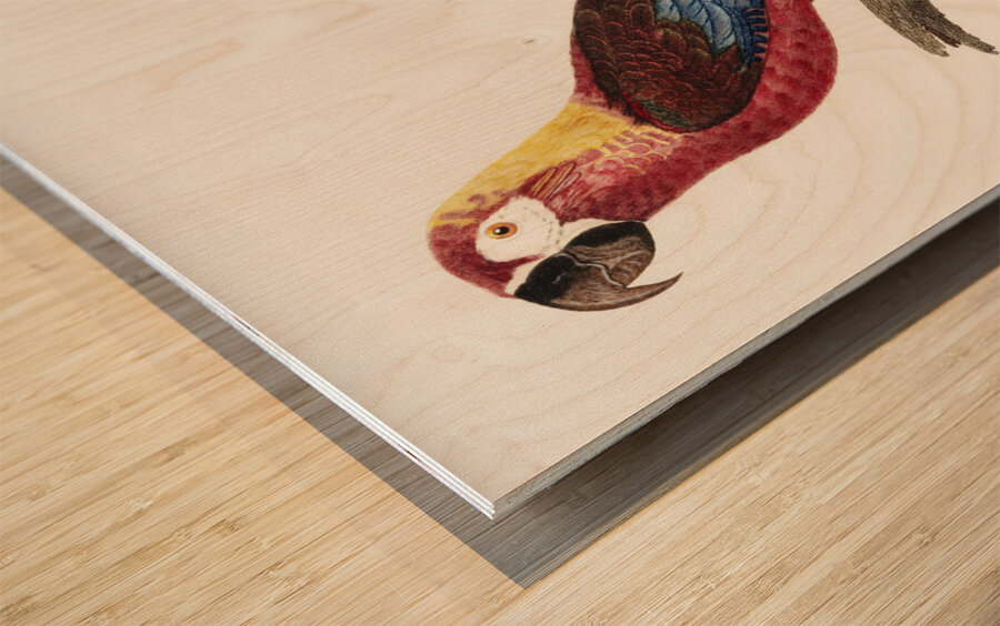 Cuban red macaw  Wood print