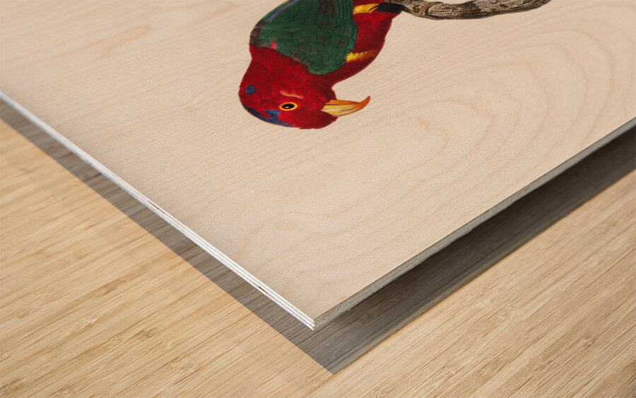 Papuan lorikeet  Wood print